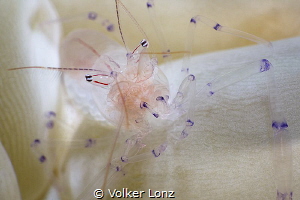 coleman shrimp in egg coral by Volker Lonz 